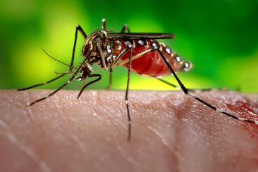 Mosquito's and West Nile Virus in North America