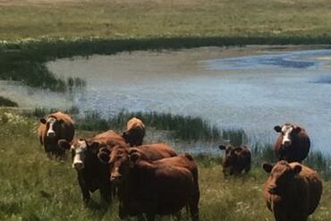 Water Quality Impacts Livestock Health and Weight Gains